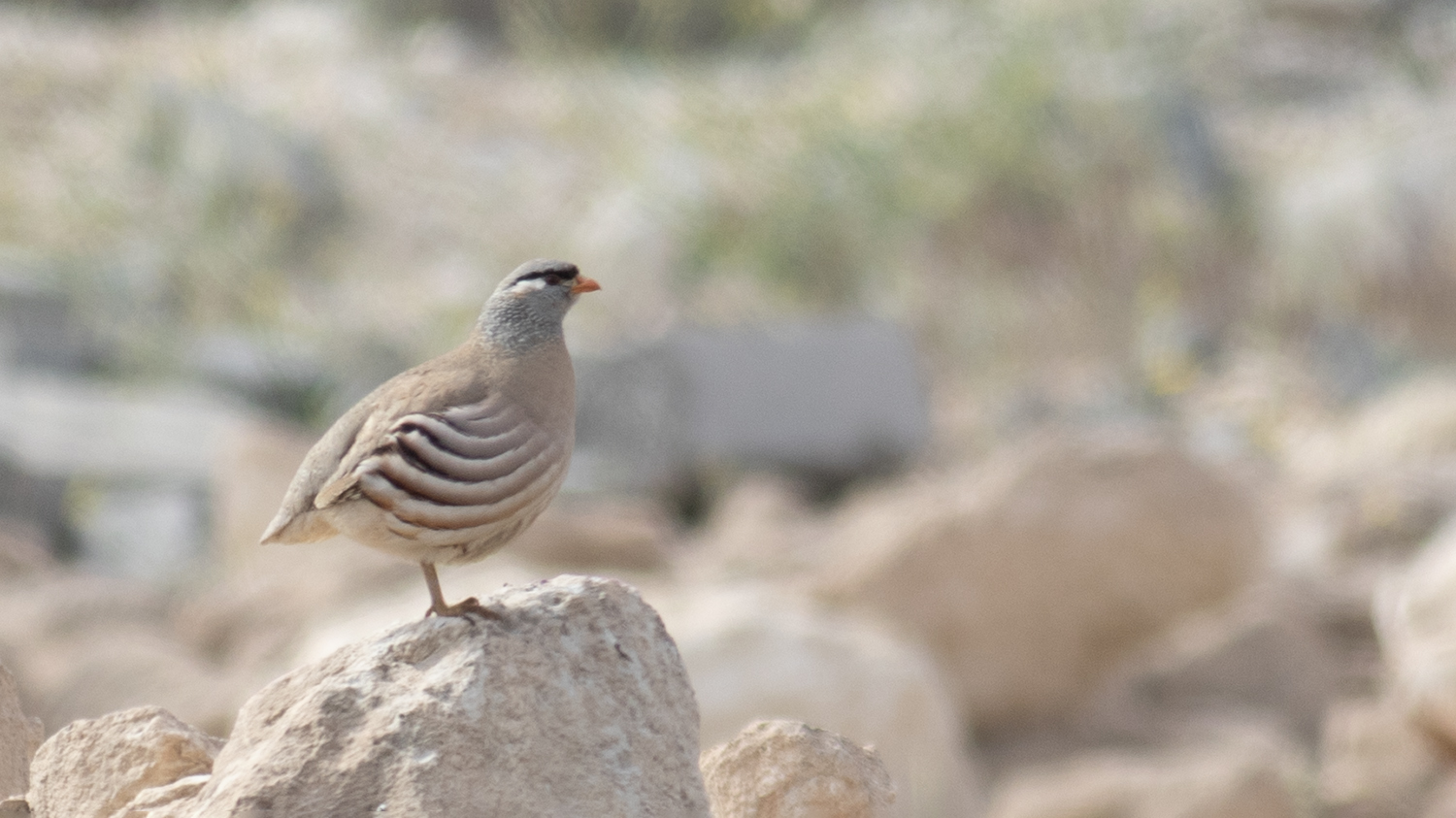 See-see Partridge